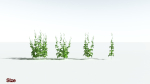 EVERYPlant Wood Sage 5 -- 14 Models--