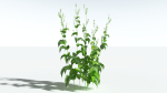 EVERYPlant Wood Sage 5 -- 14 Models--