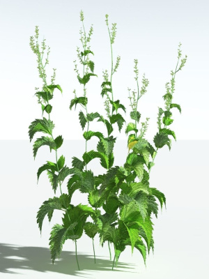 EVERYPlant Wood Sage 5 -- 14 Models--
