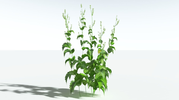 EVERYPlant Wood Sage 5 -- 14 Models--