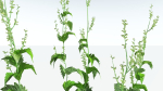 EVERYPlant Wood Sage 5 -- 14 Models--