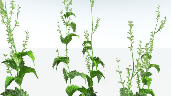 EVERYPlant Wood Sage 5 -- 14 Models--