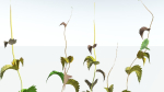 EVERYPlant Wood Sage 5 -- 14 Models--