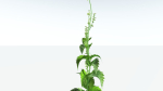 EVERYPlant Wood Sage 5 -- 14 Models--