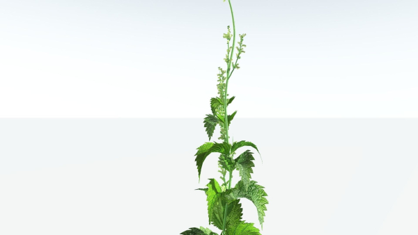 EVERYPlant Wood Sage 5 -- 14 Models--
