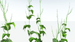 EVERYPlant Wood Sage 5 -- 14 Models--