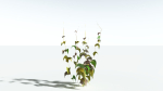 EVERYPlant Wood Sage 5 -- 14 Models--
