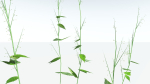 EVERYPlant Wood Sage LowPoly 5 -- 14 Models--