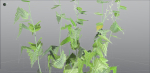 EVERYPlant Wood Sage LowPoly 5 -- 14 Models--