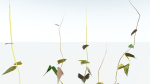 EVERYPlant Wood Sage LowPoly 5 -- 14 Models--