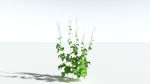 EVERYPlant Wood Sage LowPoly 5 -- 14 Models--
