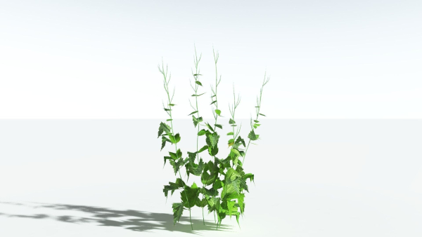 EVERYPlant Wood Sage LowPoly 5 -- 14 Models--
