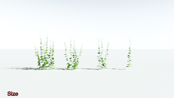 EVERYPlant Wood Sage LowPoly 5 -- 14 Models--