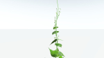 EVERYPlant Wood Sage LowPoly 5 -- 14 Models--