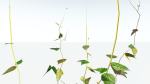 EVERYPlant Wood Sage LowPoly 5 -- 14 Models--