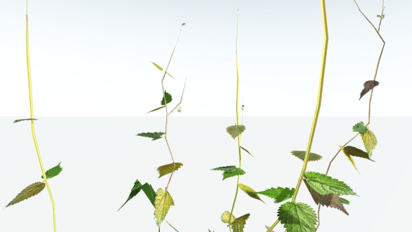 EVERYPlant Wood Sage LowPoly 5 -- 14 Models--