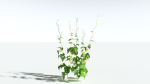 EVERYPlant Wood Sage LowPoly 5 -- 14 Models--