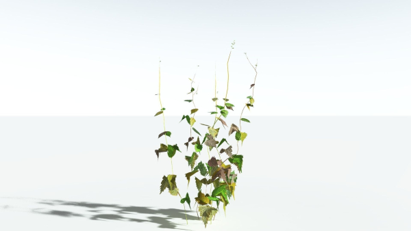 EVERYPlant Wood Sage LowPoly 5 -- 14 Models--