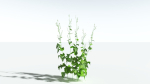 EVERYPlant Wood Sage LowPoly 5 -- 14 Models--