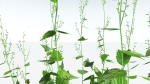 EVERYPlant Wood Sage LowPoly 5 -- 14 Models--