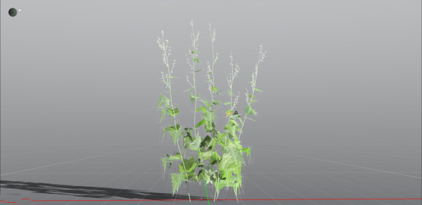 EVERYPlant Wood Sage LowPoly 5 -- 14 Models--