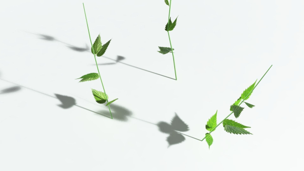 EVERYPlant Wood Sage LowPoly 5 -- 14 Models--