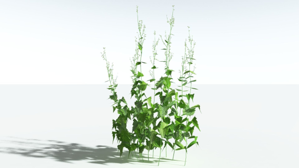 EVERYPlant Wood Sage LowPoly 5 -- 14 Models--