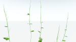 EVERYPlant Wood Sage LowPoly 5 -- 14 Models--