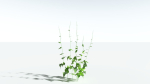 EVERYPlant Wood Sage LowPoly 5 -- 14 Models--