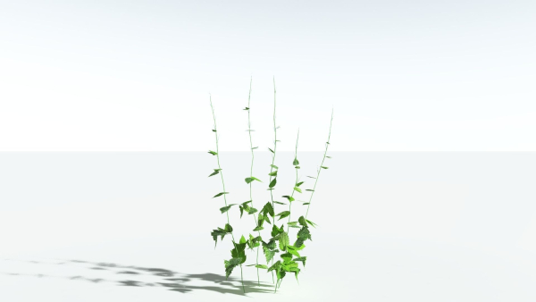 EVERYPlant Wood Sage LowPoly 5 -- 14 Models--