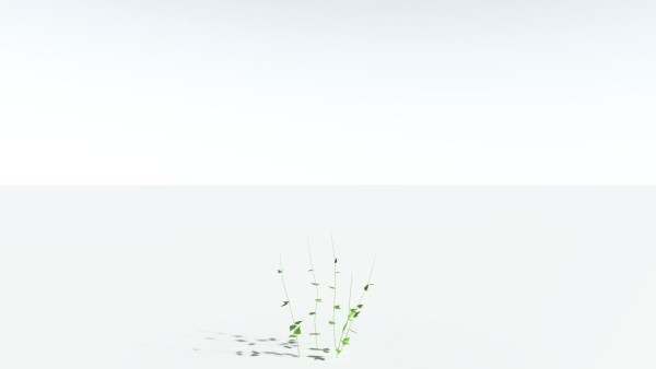 EVERYPlant Wood Sage LowPoly 5 -- 14 Models--