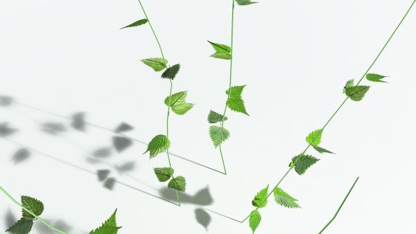EVERYPlant Wood Sage LowPoly 5 -- 14 Models--