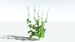 EVERYPlant Wood Sage LowPoly 5 -- 14 Models--