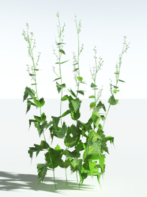 EVERYPlant Wood Sage LowPoly 5 -- 14 Models--