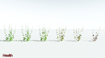 EVERYPlant Wood Sage LowPoly 5 -- 14 Models--