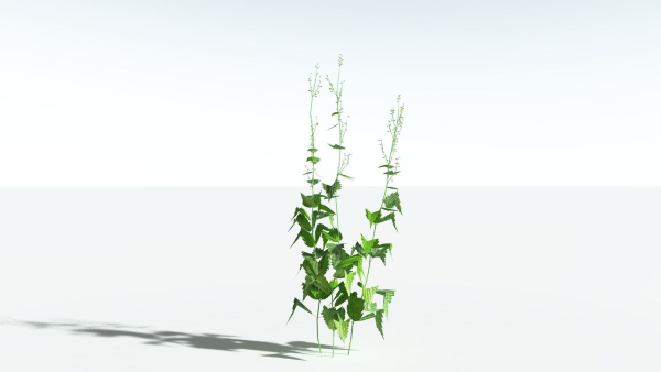 EVERYPlant Wood Sage LowPoly 5 -- 14 Models--