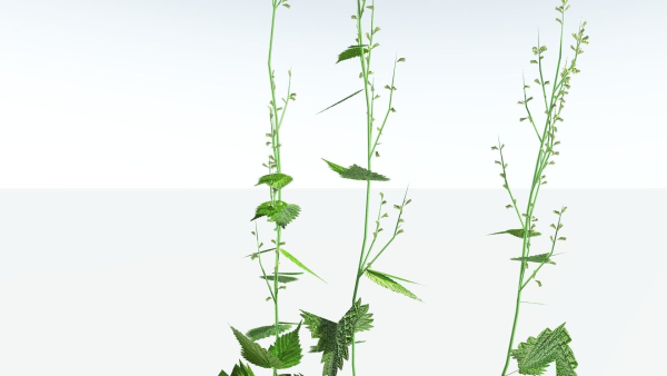 EVERYPlant Wood Sage LowPoly 5 -- 14 Models--
