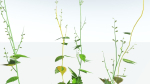 EVERYPlant Wood Sage LowPoly 5 -- 14 Models--
