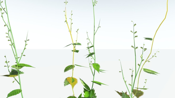 EVERYPlant Wood Sage LowPoly 5 -- 14 Models--