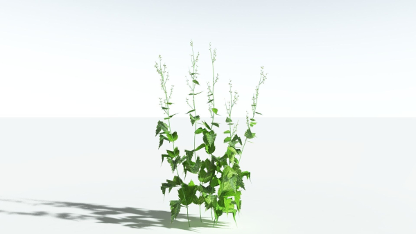 EVERYPlant Wood Sage LowPoly 5 -- 14 Models--