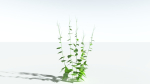 EVERYPlant Wood Sage LowPoly 5 -- 14 Models--