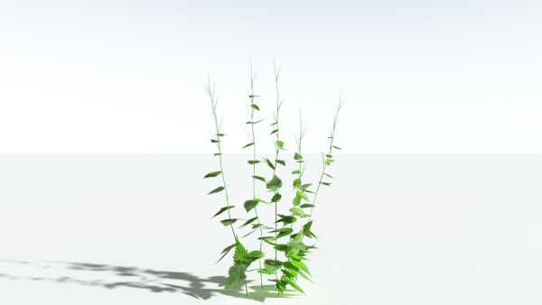 EVERYPlant Wood Sage LowPoly 5 -- 14 Models--