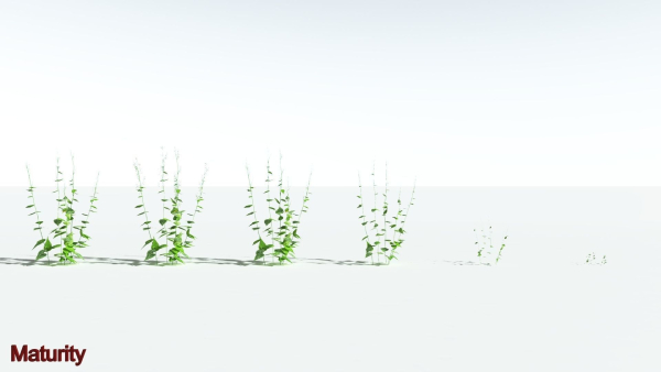 EVERYPlant Wood Sage LowPoly 5 -- 14 Models--