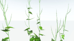 EVERYPlant Wood Sage LowPoly 5 -- 14 Models--