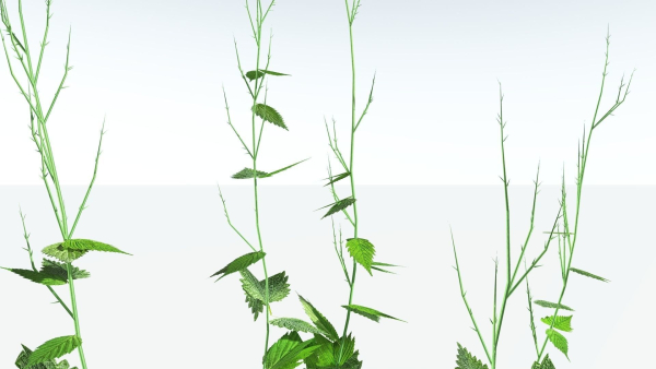 EVERYPlant Wood Sage LowPoly 5 -- 14 Models--