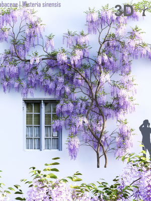 Fabaceae - Wisteria sinensis 07