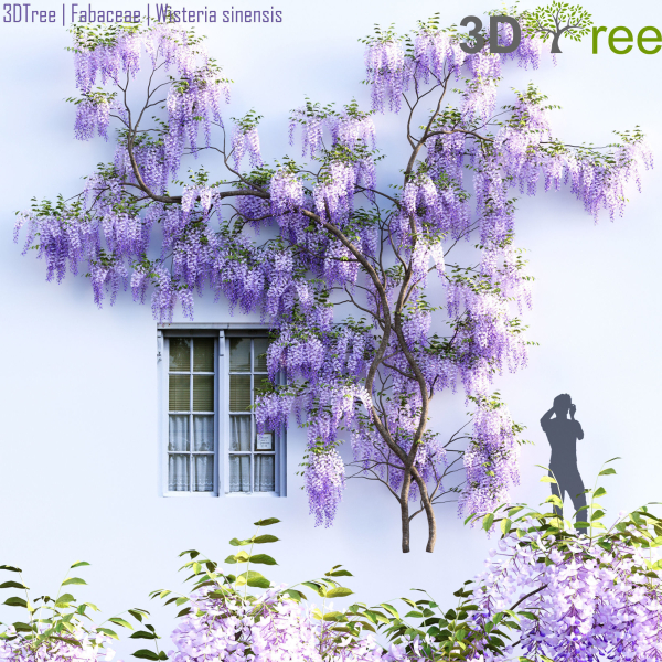 Fabaceae - Wisteria sinensis 07