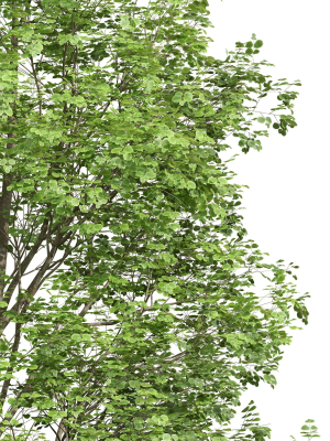 fagus-sylvatica-2-tree-3d-model-max-obj-fbx-mat