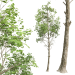 Fagus Sylvatica 2 Tree