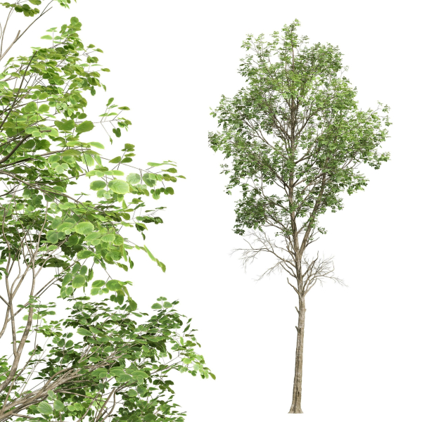 Fagus Sylvatica 2 Tree